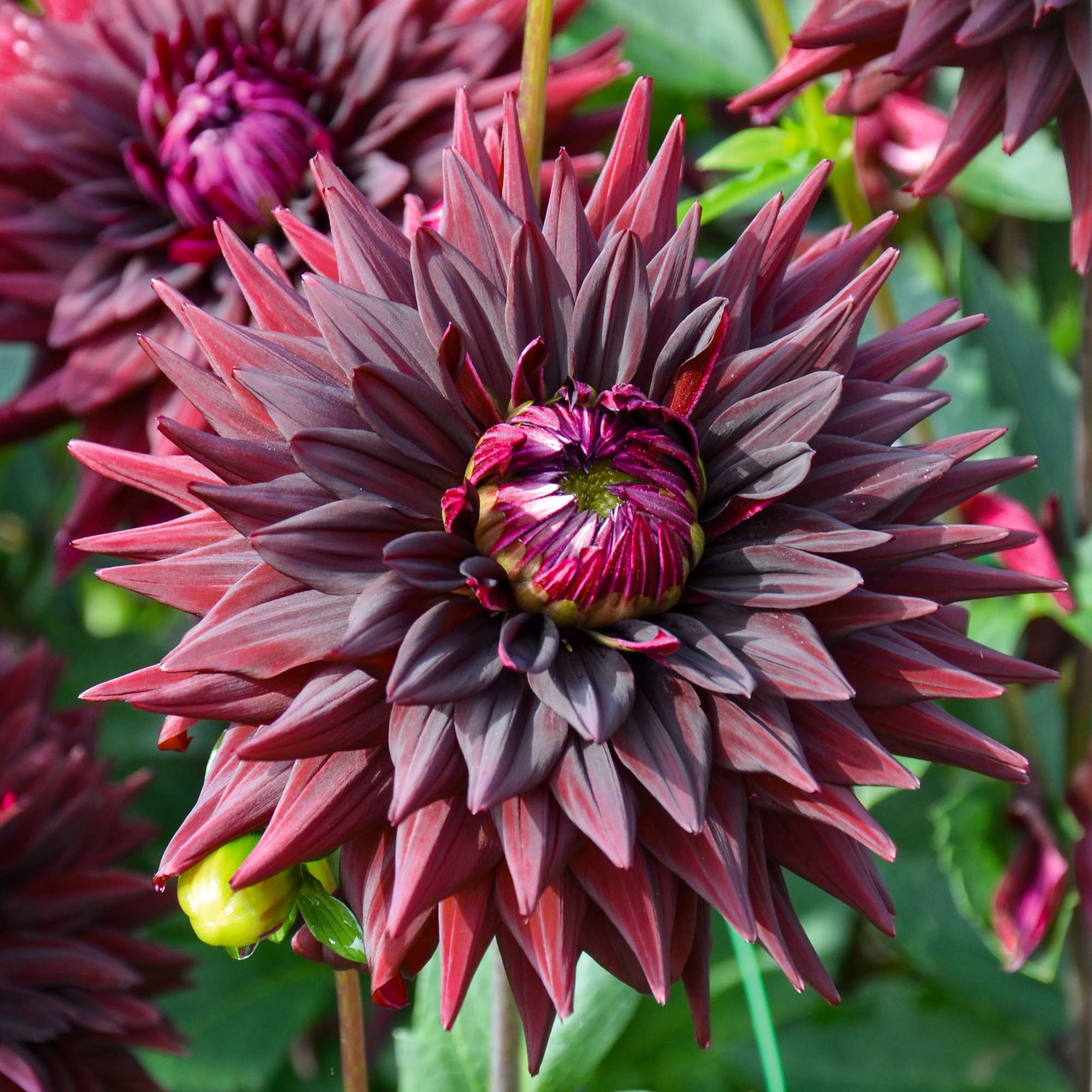 Dahlia 'Noir desire'